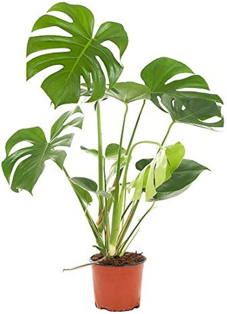 Split Leaf Philodendron